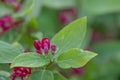 Tartarian honeysuckle Lonicera tatarica, lilac buds